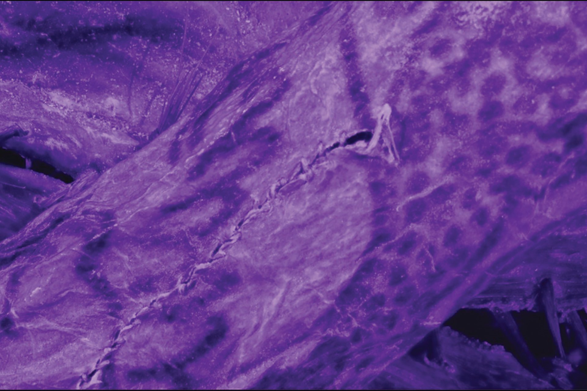Impossibly Intricate Tattoos Found on 2,000-Year-Old ‘Ice Mummy’
